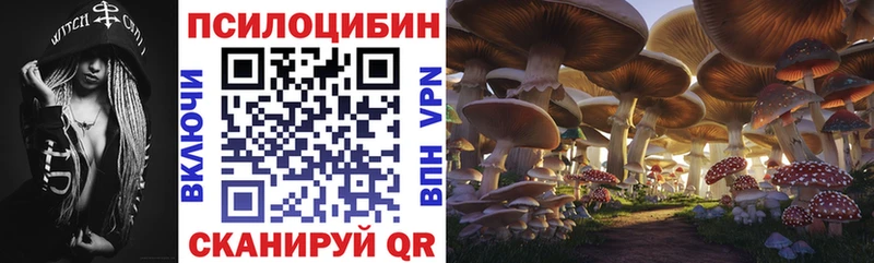 наркота Куртамыш Псилоцибиновые грибы Psilocybine cubensis